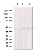 IRF2 Antibody in Western Blot (WB)