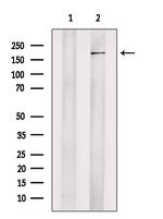 JMJD2C Antibody in Western Blot (WB)