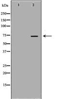 LIMK2 Antibody in Western Blot (WB)