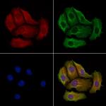 MPP1 Antibody in Immunocytochemistry (ICC/IF)