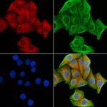 MPP1 Antibody in Immunocytochemistry (ICC/IF)