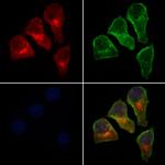 MRPS15 Antibody in Immunocytochemistry (ICC/IF)