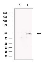 NAPE PLD Antibody in Western Blot (WB)