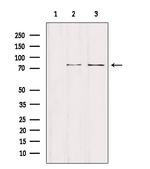 NCKIPSD Antibody in Western Blot (WB)