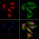 WHSC2 Antibody in Immunocytochemistry (ICC/IF)