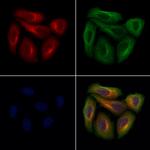 OLFM4 Antibody in Immunocytochemistry (ICC/IF)