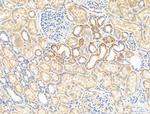 RNF31 Antibody in Immunohistochemistry (Paraffin) (IHC (P))