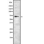 RYK Antibody in Western Blot (WB)