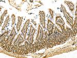 SCXA Antibody in Immunohistochemistry (Paraffin) (IHC (P))