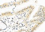 SH2D4A Antibody in Immunohistochemistry (Paraffin) (IHC (P))