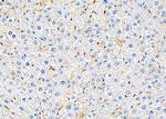 SH2D4A Antibody in Immunohistochemistry (Paraffin) (IHC (P))