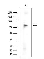 SMURF2 Antibody in Western Blot (WB)