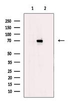 SSX2IP Antibody in Western Blot (WB)