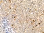 STATH Antibody in Immunohistochemistry (Paraffin) (IHC (P))