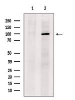 SULF2 Antibody in Western Blot (WB)