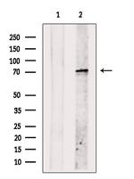 PLS3 Antibody in Western Blot (WB)