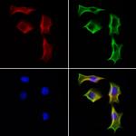 STING Antibody in Immunocytochemistry (ICC/IF)