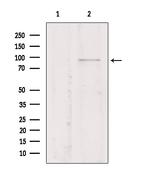 STING Antibody in Western Blot (WB)