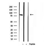 STING Antibody in Western Blot (WB)