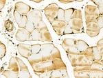 TSC1 Antibody in Immunohistochemistry (Paraffin) (IHC (P))