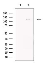 ZEB1 Antibody in Western Blot (WB)