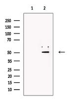 ZFP57 Antibody in Western Blot (WB)