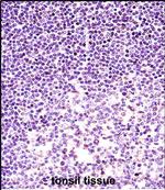 Histone H2A.X Antibody in Immunohistochemistry (Paraffin) (IHC (P))