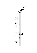 EDF1 Antibody in Western Blot (WB)