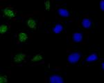 Histone H2A.X Antibody in Immunocytochemistry (ICC/IF)