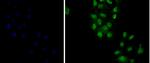 delta Catenin Antibody in Immunocytochemistry (ICC/IF)