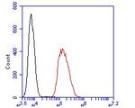 DPP6 Antibody in Flow Cytometry (Flow)