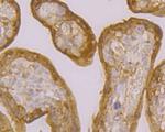 TGM2 Antibody in Immunohistochemistry (Paraffin) (IHC (P))