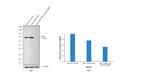 TGM2 Antibody