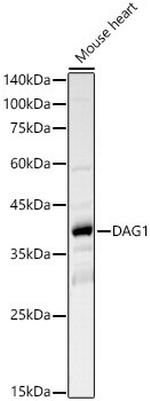 alpha Dystroglycan Antibody in Western Blot (WB)