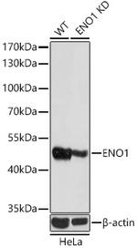 ENO1 Antibody in Western Blot (WB)