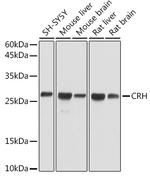 CRF Antibody in Western Blot (WB)