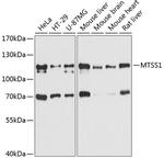 MTSS1 Antibody in Western Blot (WB)