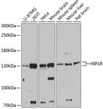 HIP1R Antibody in Western Blot (WB)