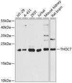 THOC7 Antibody in Western Blot (WB)