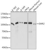 EMR2 Antibody in Western Blot (WB)