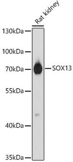 SOX13 Antibody in Western Blot (WB)