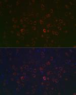 REEP2 Antibody in Immunohistochemistry (Paraffin) (IHC (P))