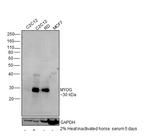 Myogenin Antibody in Western Blot (WB)