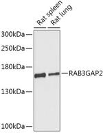 RAB3GAP2 Antibody in Western Blot (WB)