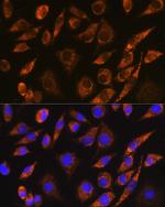 BRUNOL5 Antibody in Immunocytochemistry (ICC/IF)