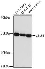 BRUNOL5 Antibody in Western Blot (WB)