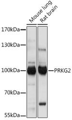 cGKII Antibody in Western Blot (WB)