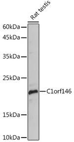 C1orf146 Antibody in Western Blot (WB)