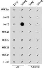 Lactyl-Histone H4 (Lys5) Antibody in Dot Blot (DB)