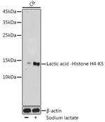 Lactyl-Histone H4 (Lys5) Antibody in Western Blot (WB)